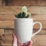 person holding green cactus plant